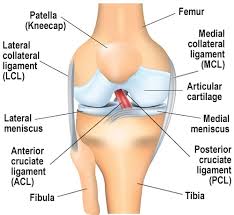 Acl Ligament Surgery in Rewa