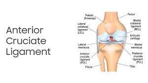 Acl Ligament Surgery in Balaghat