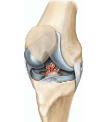 Acl ligament treatment Betul